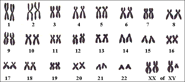 Elke menselijke lichaamscel bevat 23 paar chromosomen.