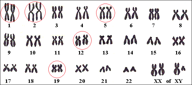 Genen die episodische ataxie veroorzaken, liggen op verschillende chromosomen.