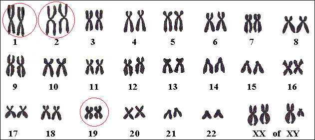 Genen voor familiaire hypercholesterolemie liggen op chromosomen 1, 2 en 19.