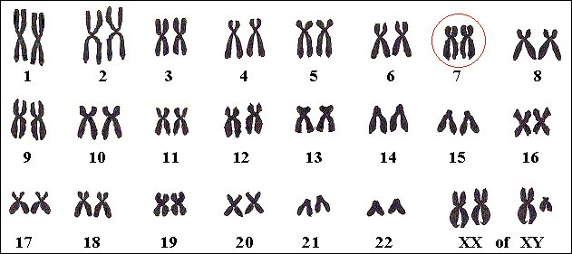 Het muco-gen ligt op één of beide chromosomen nr 7.