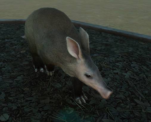 Een Aardvarken zoekt voedsel in de Foerageerkist.