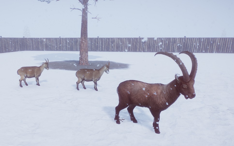 Ook in sneeuwbuien houdt de Alpensteenbok zich prima staande.