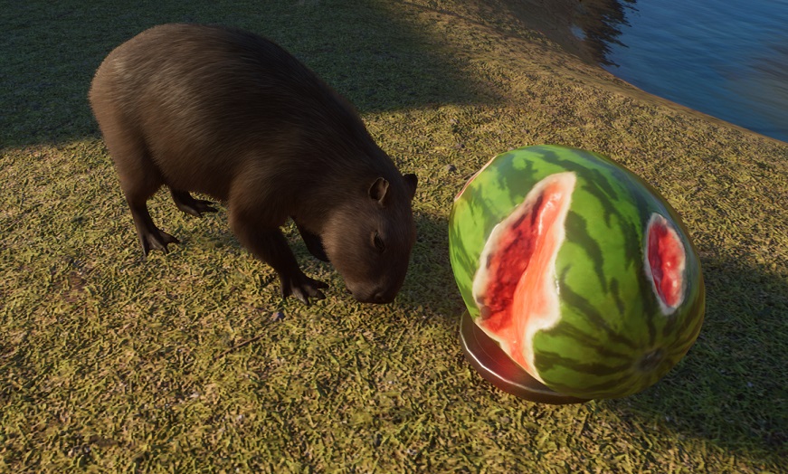 Deze Capibara geniet van een smakelijk hapje Watermeloen.