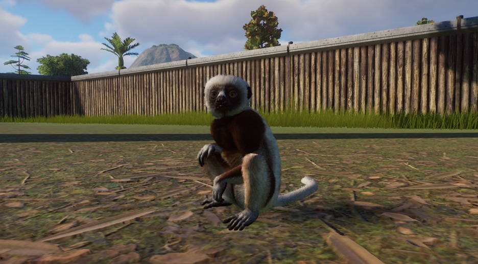 Vooraanzicht van een zittende Coquerels Kroonsifaka. Deze Dieren zijn zwart met witte achterpoten en rug, en een witte rand om het gezicht. Op de achtergrond zijn de Verblijfsmuren te zien.