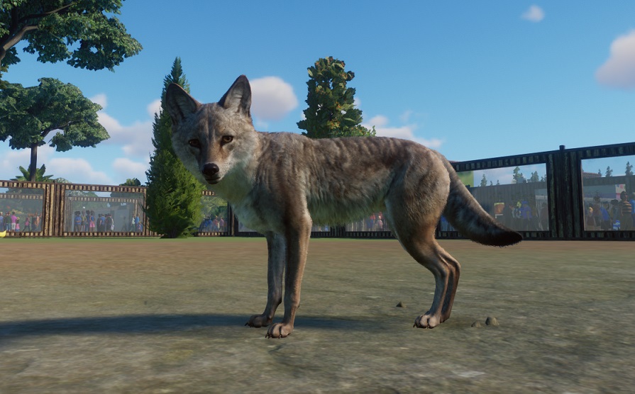 Zij-aanzicht van een Coyote. De Coyote staat met de kop naar links en kijkt ons aan. Op de achtergrond staan enkele Bomen en Verblijfsmuren-met-vensters; Bezoekers wandelen voorbij.