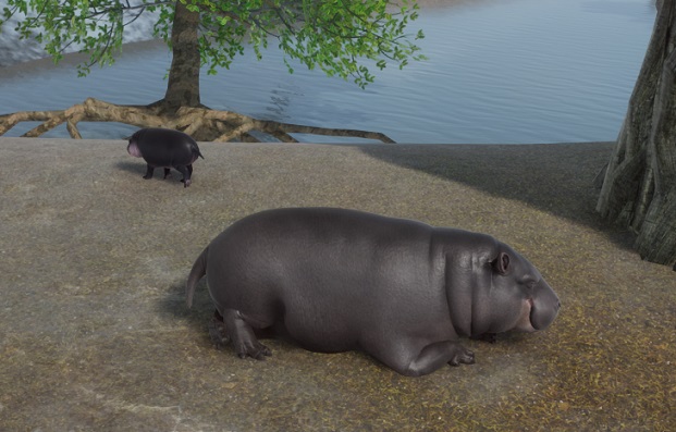 Terwijl Baby Dwergnijlpaard een wandelingetje maakt, doet een volwassen exemplaar een dutje aan de waterkant.