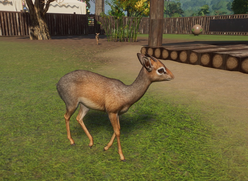 Close-up van een mannetjes-Dikdik in zijaanzicht, met de kop naar rechts gericht. Rechtsachter staat de onderkant van een houten schuilplaats. In het midden, achteraan, komt een vrouwtje op ons afgestapt. Rechtsachteraan ligt een voederbal. Daarachter staan de houten Verblijfsmuren, met helemaal rechts één donker Eénrichtingsglasvenster.