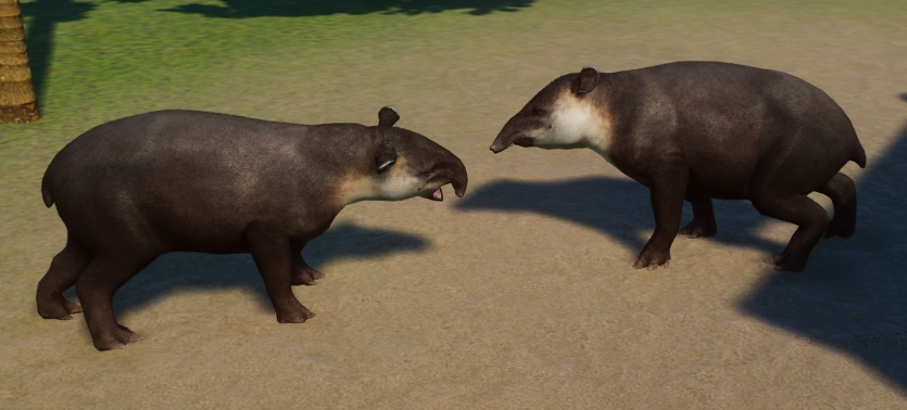 Deze Tapirs hebben elkaar wat te vertellen.