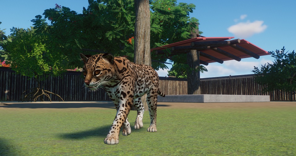 Een Ocelot wandelt naar ons toe. Op de achtergrond staat rechts een open schuilplaats; links staan een Mangrove en een Tamarindeboom. Daarachter staan de houten Verblijfsmuren.