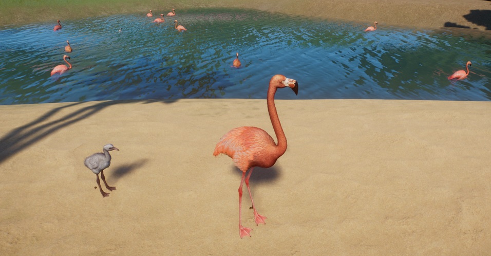 Twee Rode Flamingo's: links een wit jong met rechte snavel; rechts een volwassen Vogel, met roze/rode veren en gebogen snavel. Beide Vogels kijken naar rechts. Op de achtergrond zwemmen vele andere Rode Flamingo's in hun vijver.