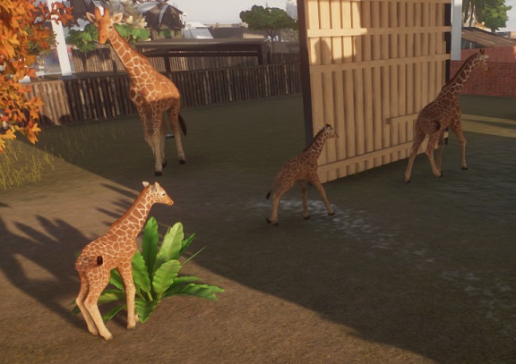 Giraffes zoeken hun schuilplaats op.