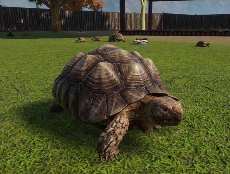 Close-up van een Sporenschildpad die naar rechts wandelt. Achter de Schildpad lopen andere Schildpadden (één volwassen Dier en diverse jongen) langs een Watersproeier. Rechtsachteraan is een houten schuilplaats te zien; daarachter staan de houten Verblijfsmuren. Linksachteraan staat een kleurige Discobal in het Verblijf.