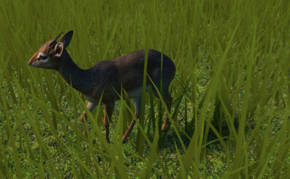 Zij-aanzicht van een Kirks Dikdik die door hoog gras naar links wandelt.