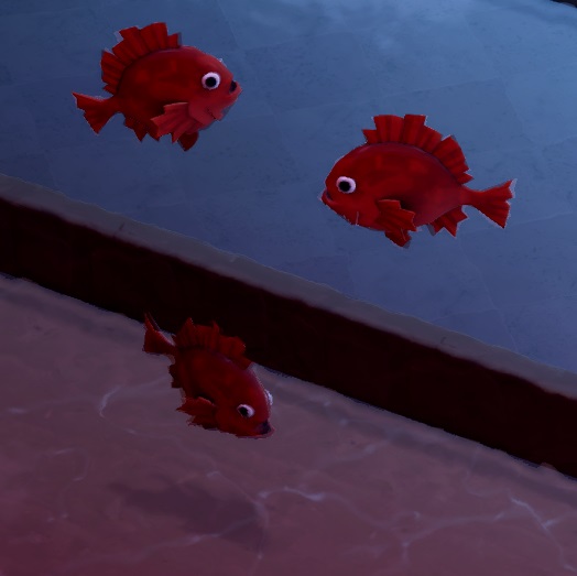 Drie Roodbaarzen in hun Aquarium. Hun lichaam heeft een ronde vorm, en is (uiteraard) rood gekleurd.