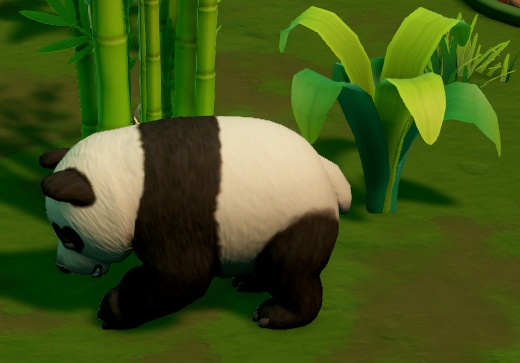 Een Painted Panda verschilt qua uiterlijk nauwelijks van onze Reuzenpanda. Deze Painted Panda snuffelt rond tussen de Planten in zijn Habitat.