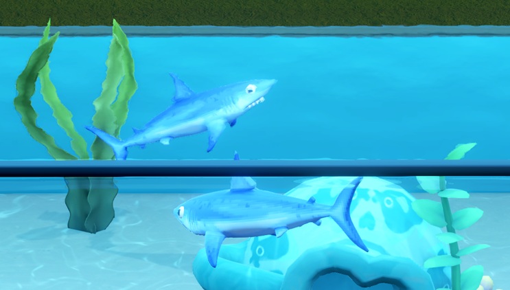 Twee Shortfin Mako's zwemmen in hun Aquarium, de bovenste naar rechts en de onderste naar links. De Haaien hebben een gestroomlijnde lichaamsvorm en een donkerblauwe kleur. Links is een Aquariumplant te zien; rechtsonder ligt een Egg Cup (gedeeltelijk zichtbaar).